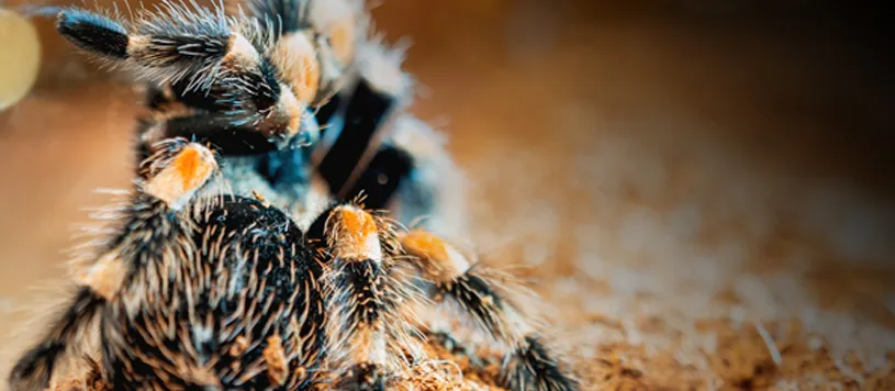 15906 tarantula handling