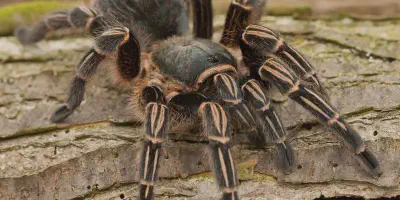 /img/15909-costa-rican-villa-zebra-tarantula-conservation.webp