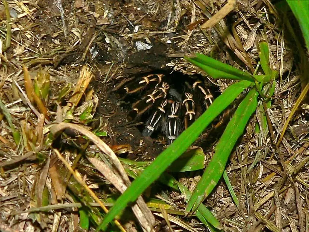 15909 costa rican villa zebra tarantula habitat