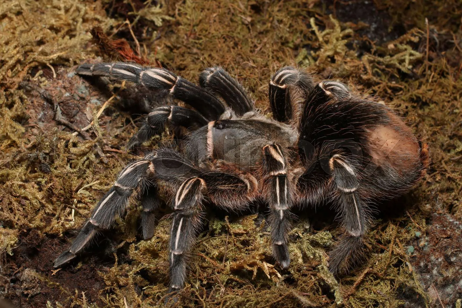 15909 costa rican villa zebra tarantula overview