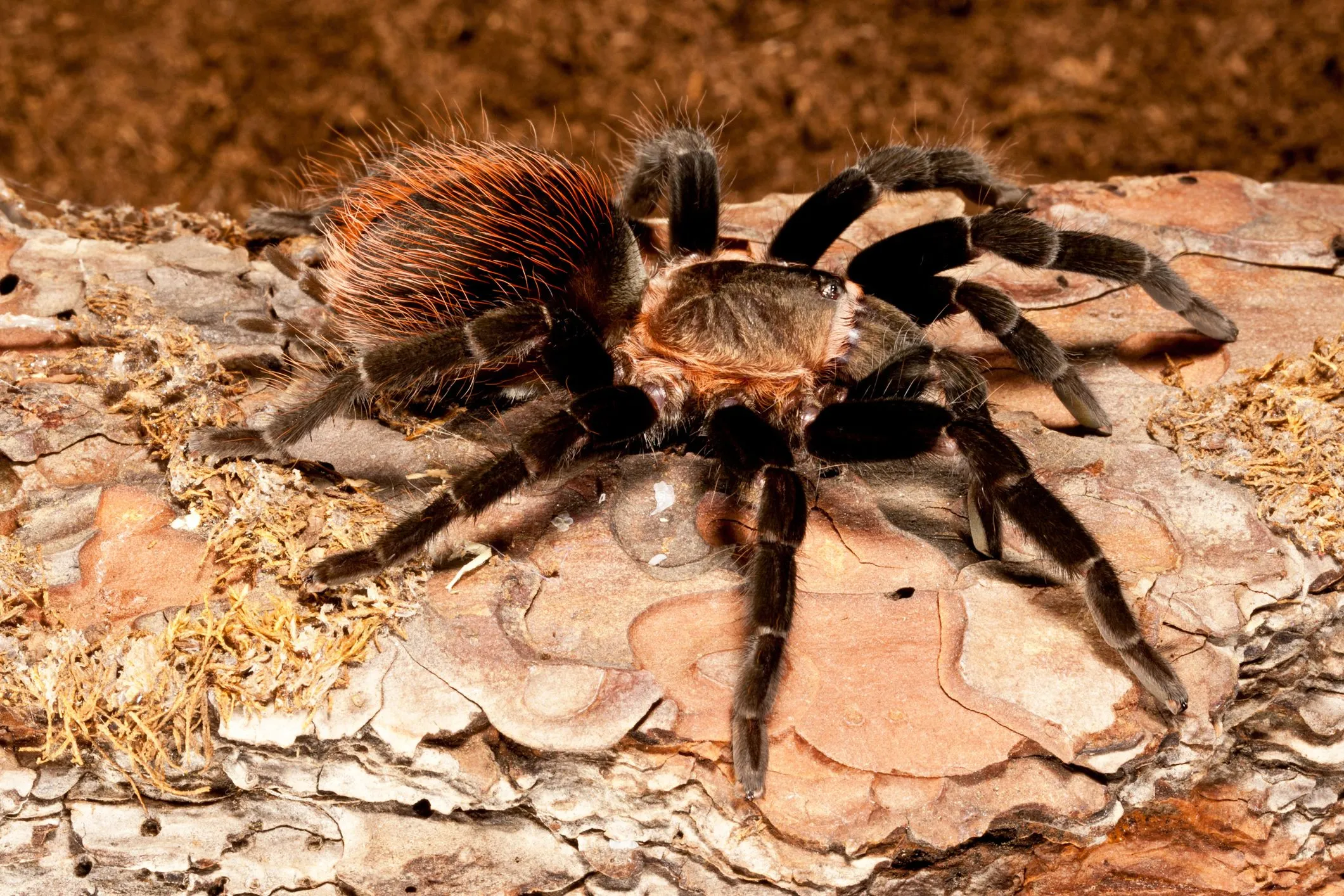 15911 brazilian black tarantula