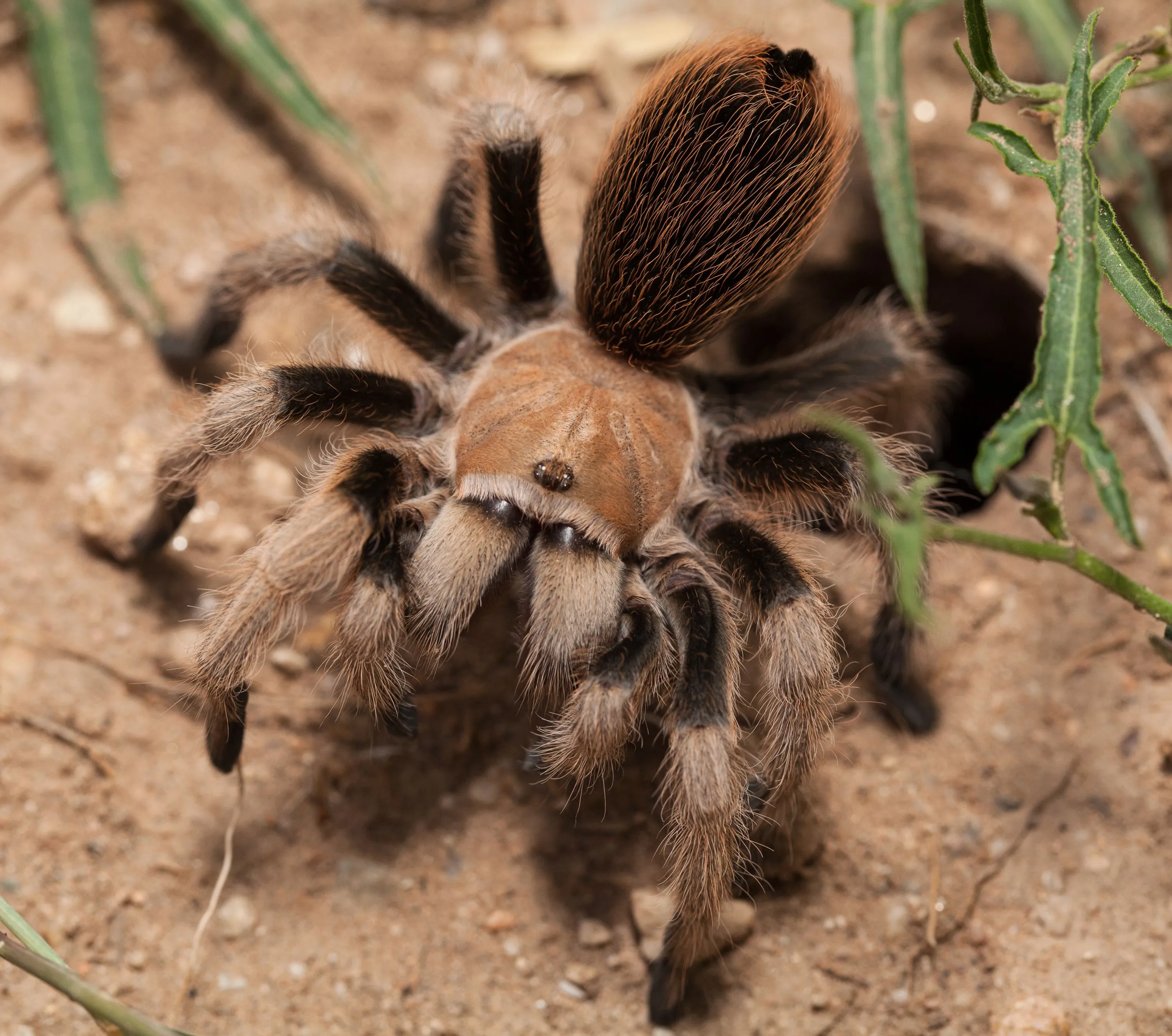 15911 curly hair tarantula
