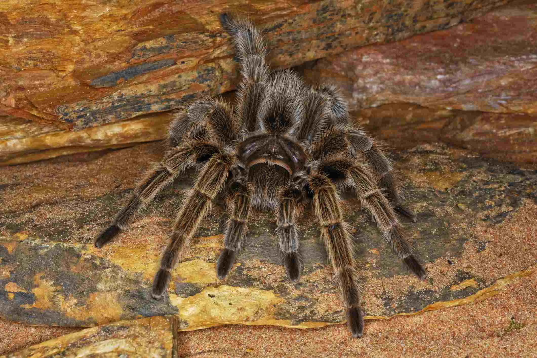 15911 pinktoe tarantula