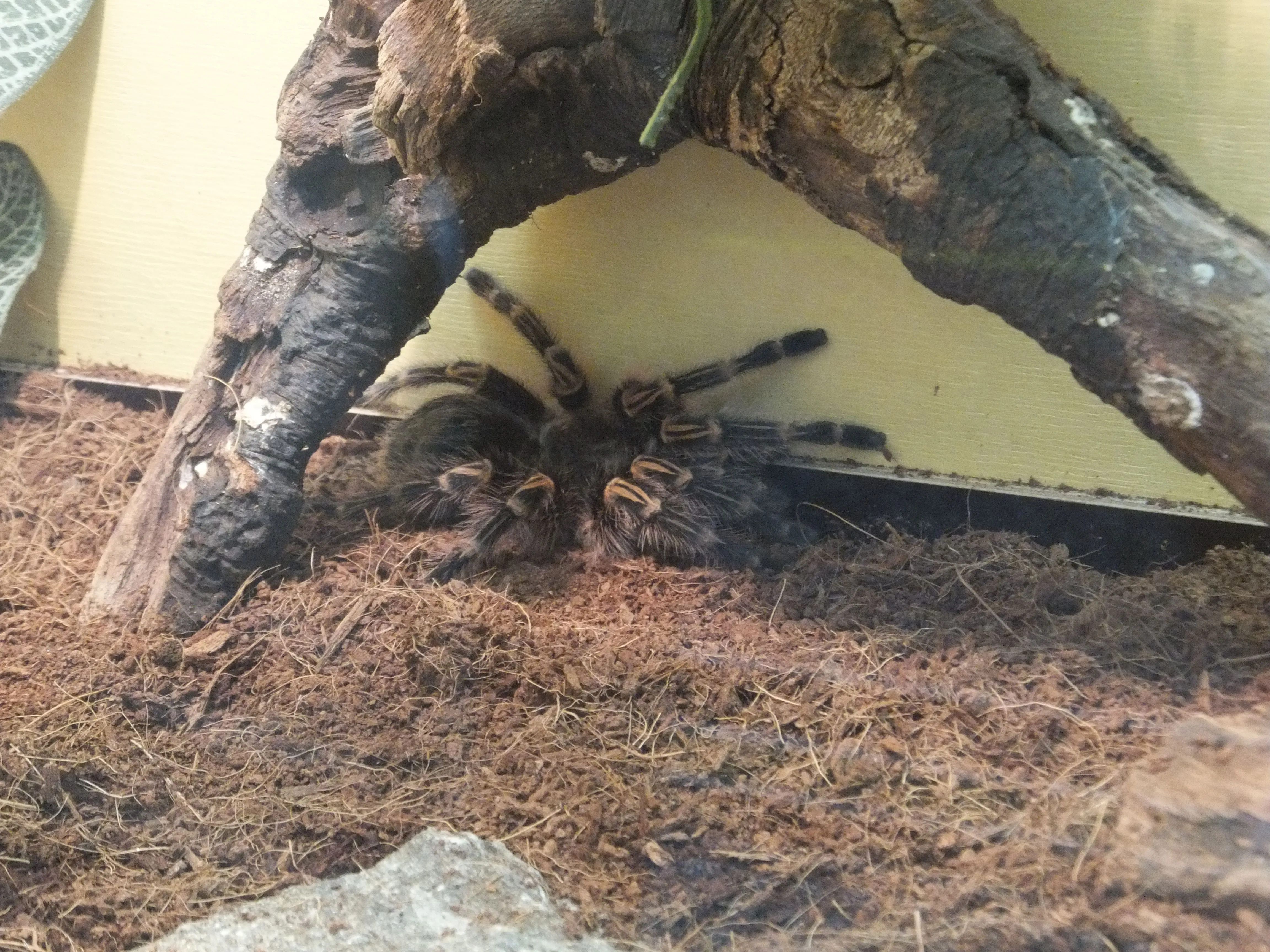 /img/15911-tarantula-enclosure.webp