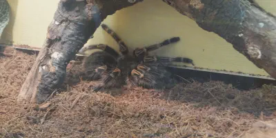 /img/15911-tarantula-enclosure.webp
