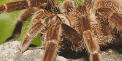 /img/15912-tarantula-conservation.webp