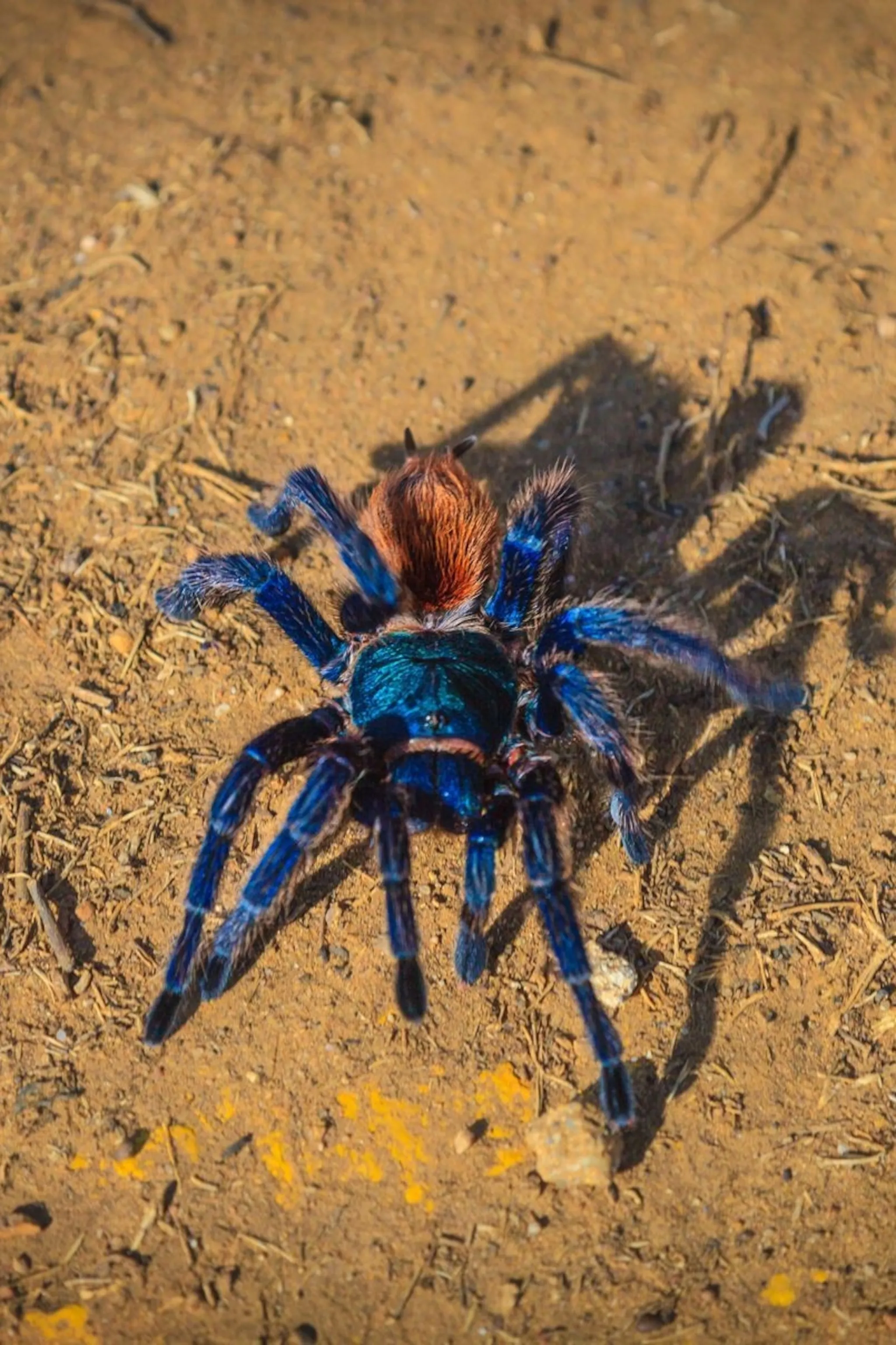 15912 tarantula genus example
