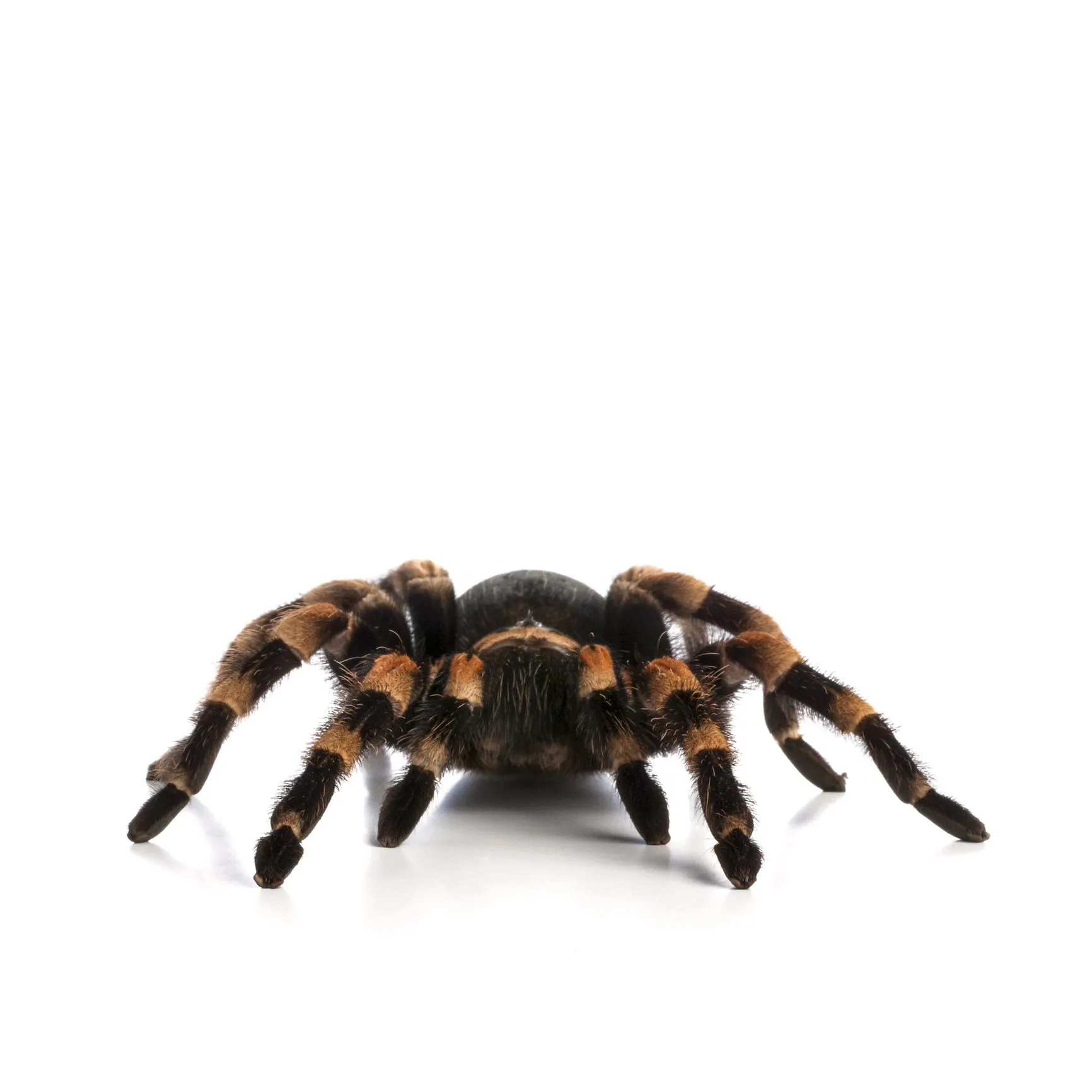15912 tarantula scientific name