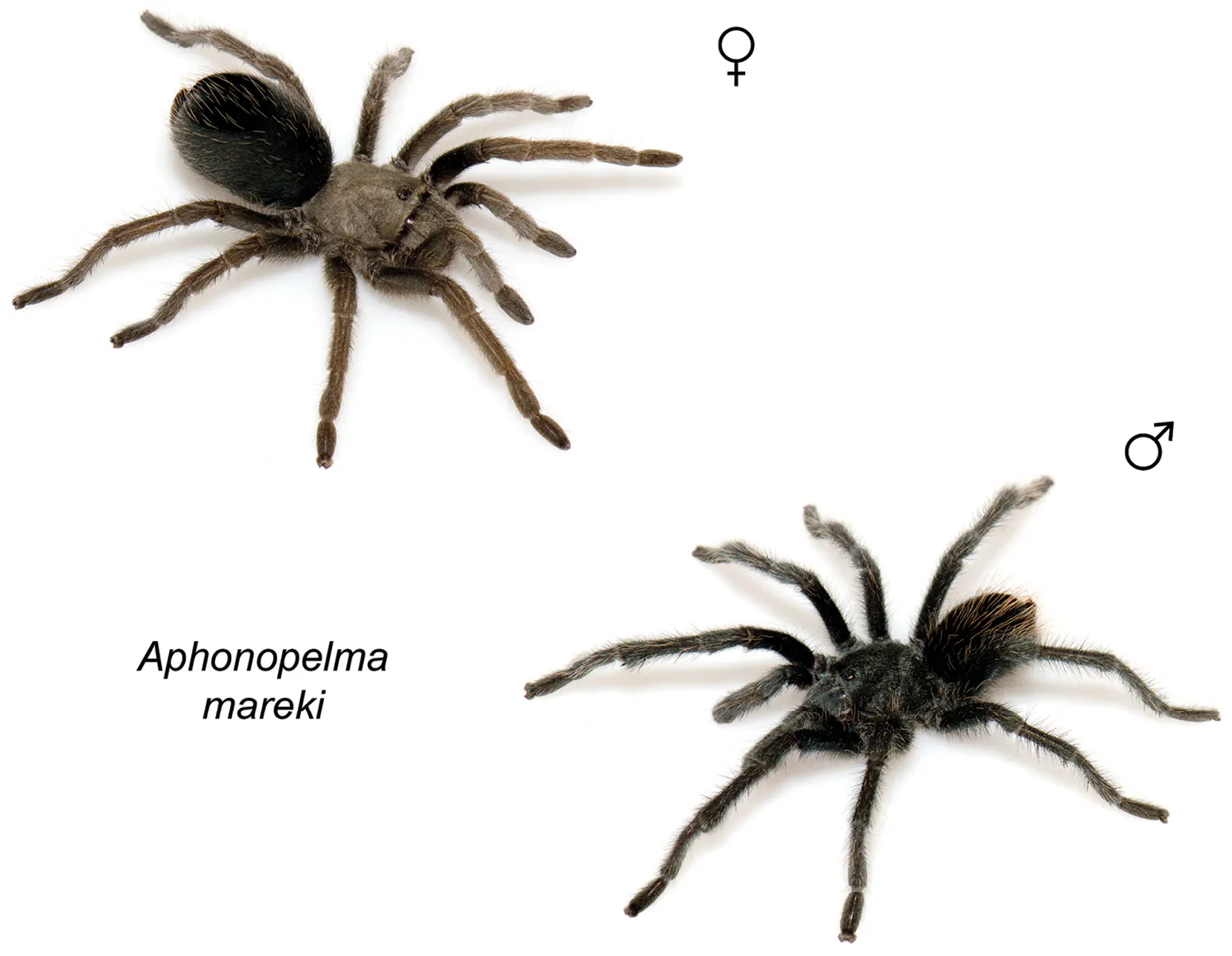 15912 tarantula species identification
