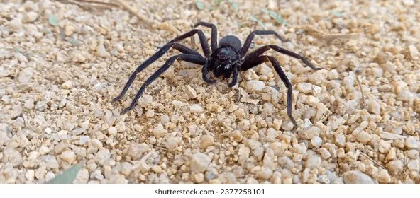 15913 tarantula hitam feeding