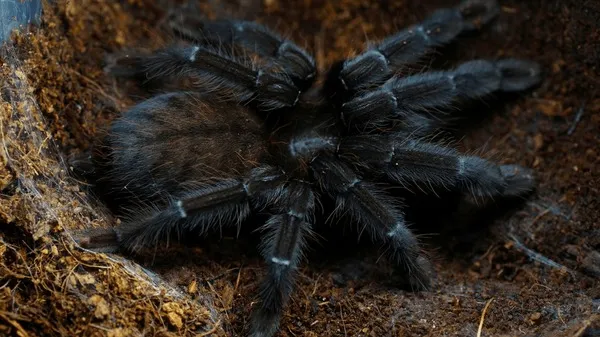 15913 tarantula hitam health