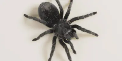 /img/15913-tarantula-hitam-pet.webp