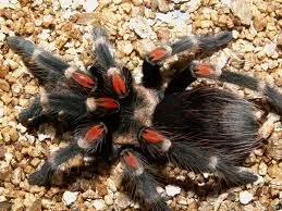 15915 tarantula tidak berbisa handling