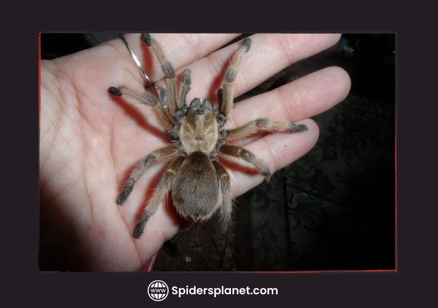 /img/15915-tarantula-tidak-berbisa-keuntungan.webp