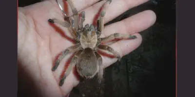 /img/15915-tarantula-tidak-berbisa-keuntungan.webp