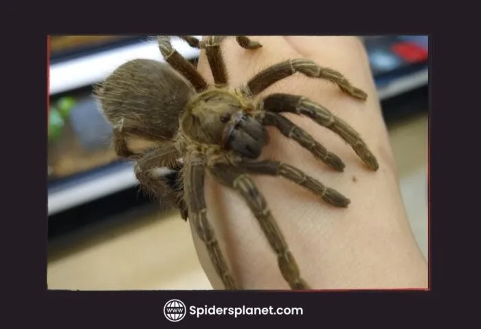 15915 tarantula tidak berbisa perawatan