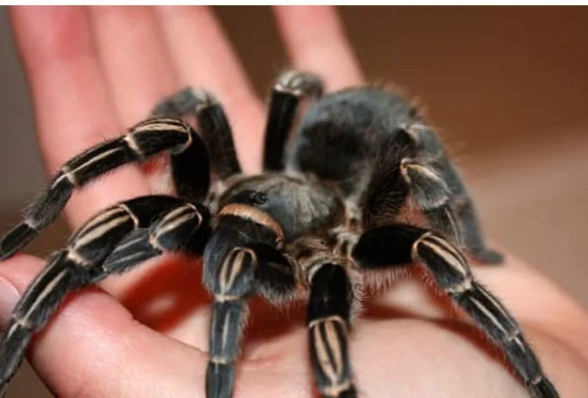 15918 zebra tarantula habitat