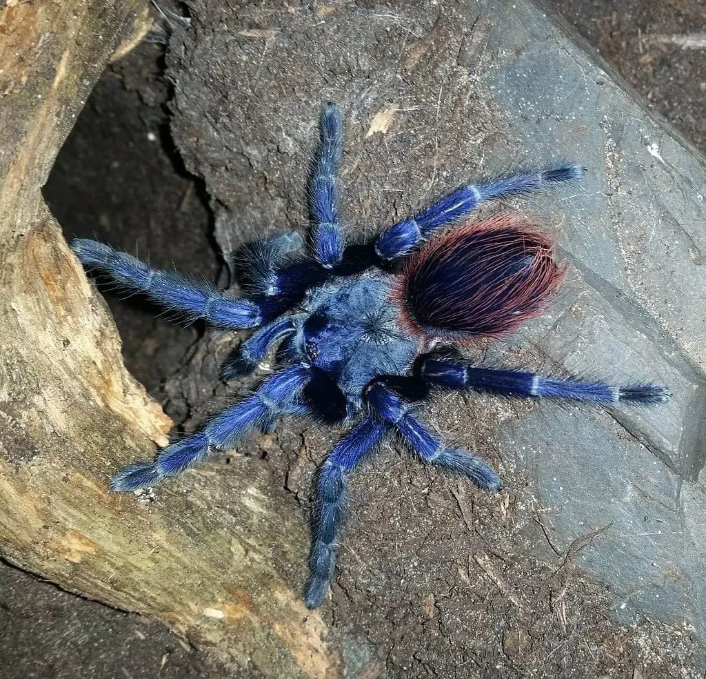 15920 brazilian blue tarantula arboreal habitat