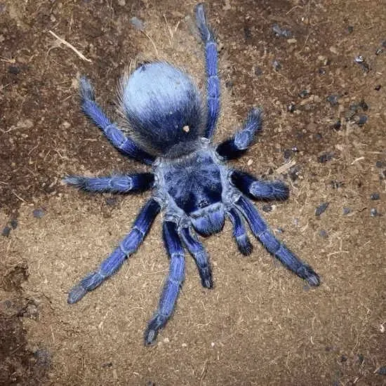 15920 brazilian blue tarantula enclosure