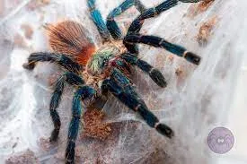 /img/15920-brazilian-blue-tarantula-spiderlings.webp