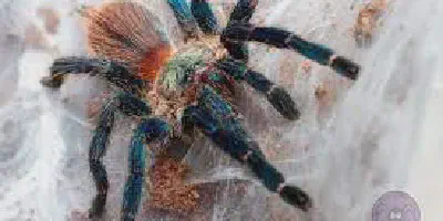 /img/15920-brazilian-blue-tarantula-spiderlings.webp