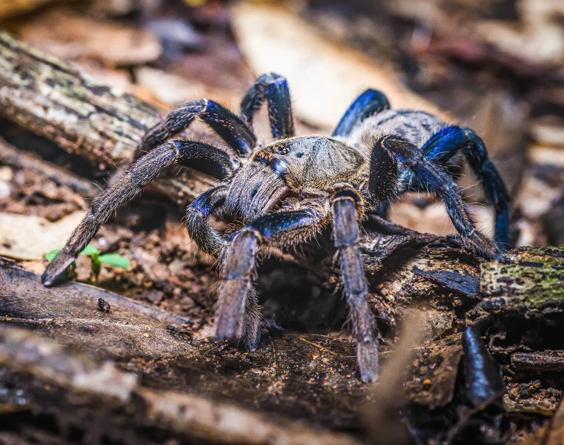 15921 blue tarantula appearance
