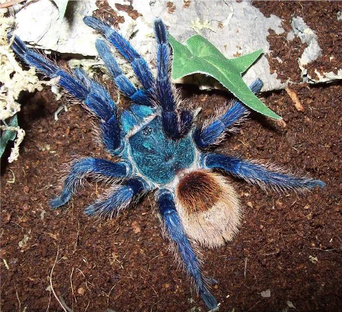 15921 blue tarantula enclosure