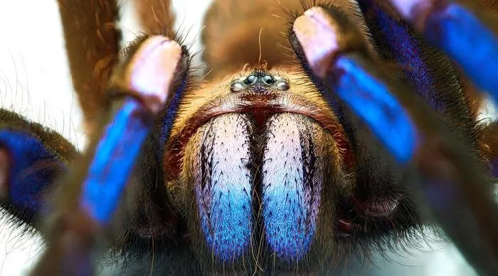 15921 blue tarantula feeding