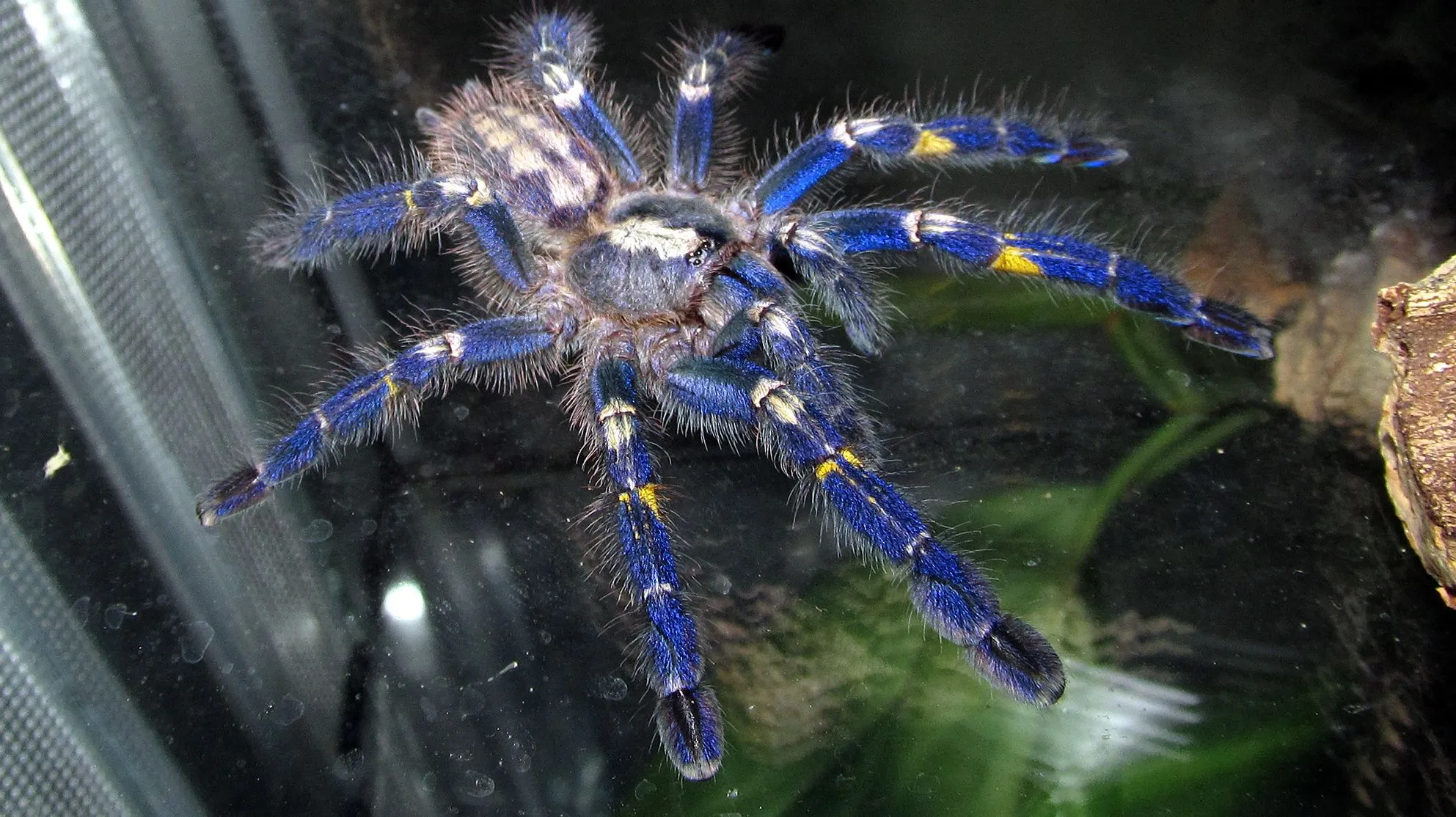 /img/15921-blue-tarantula-molting.webp