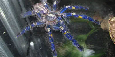 /img/15921-blue-tarantula-molting.webp