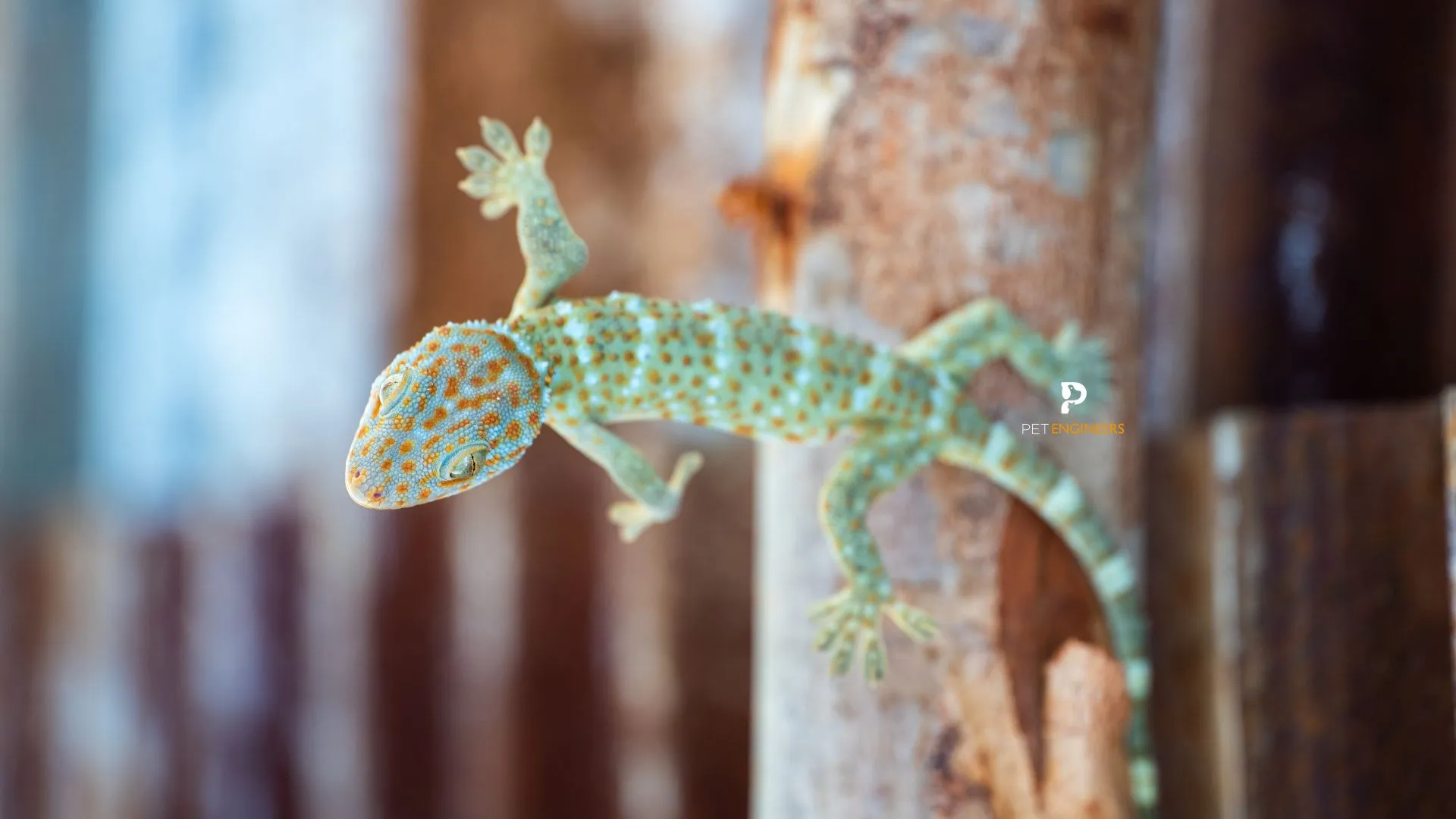 15923 tokay gecko characteristics
