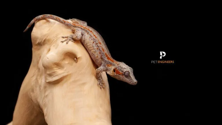 15923 tokay gecko hunting