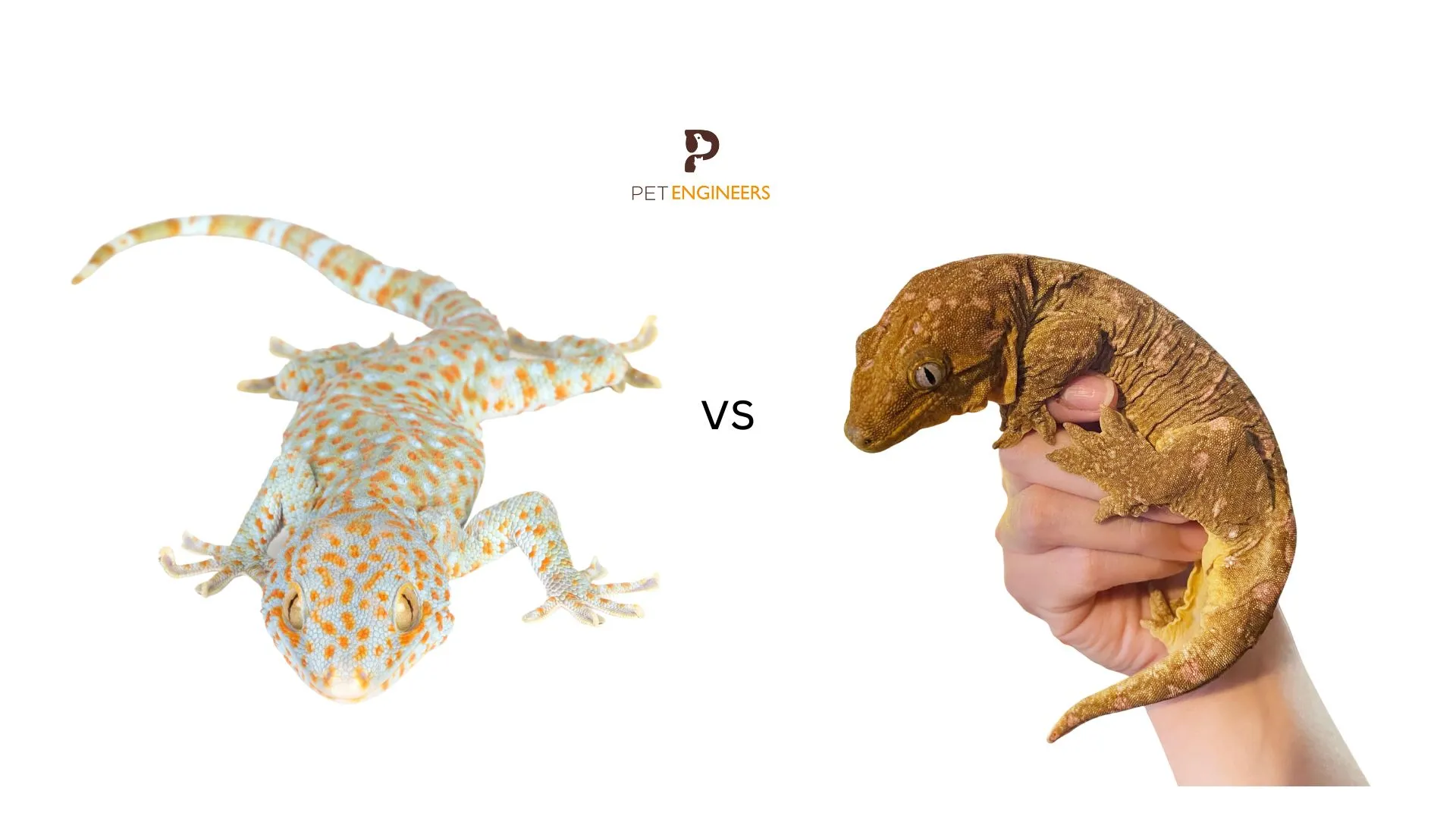 /img/15923-tokay-gecko-vs-tarantula-winner.webp