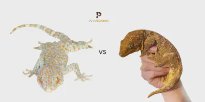 /img/15923-tokay-gecko-vs-tarantula-winner.webp