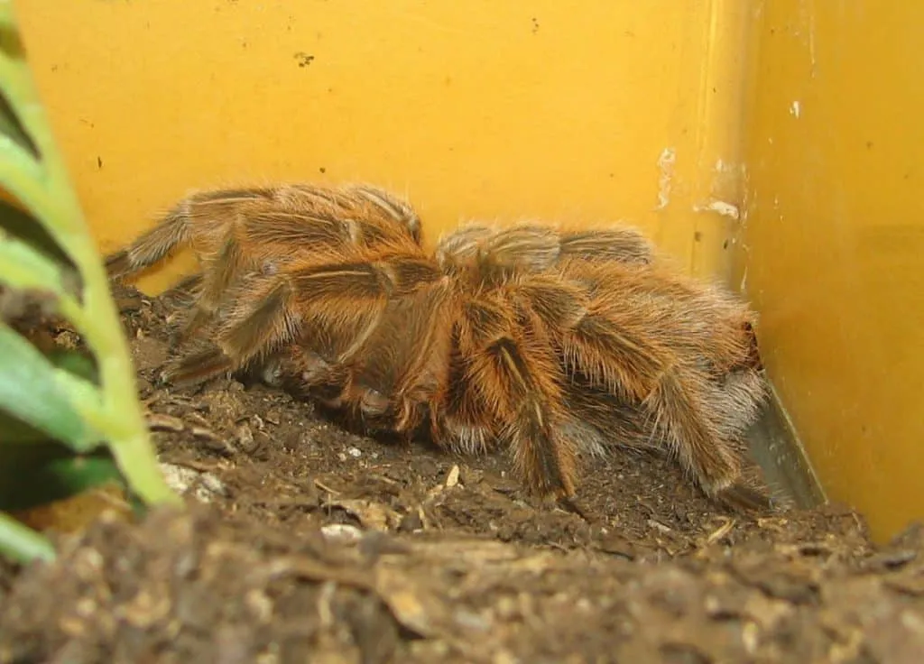 15925 rose hair tarantula close up