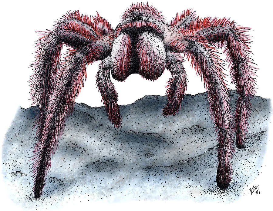 15925 rose hair tarantula feeding