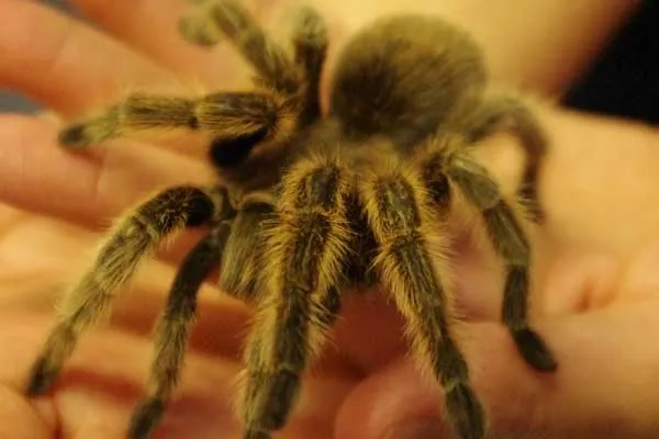 15925 rose hair tarantula male vs female