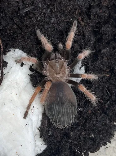 15927 handling tarantula safely