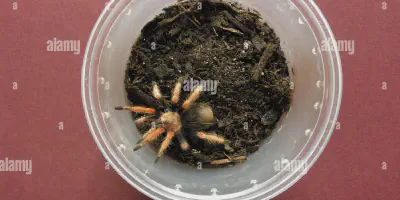 /img/15927-tarantula-enclosure-safety.webp
