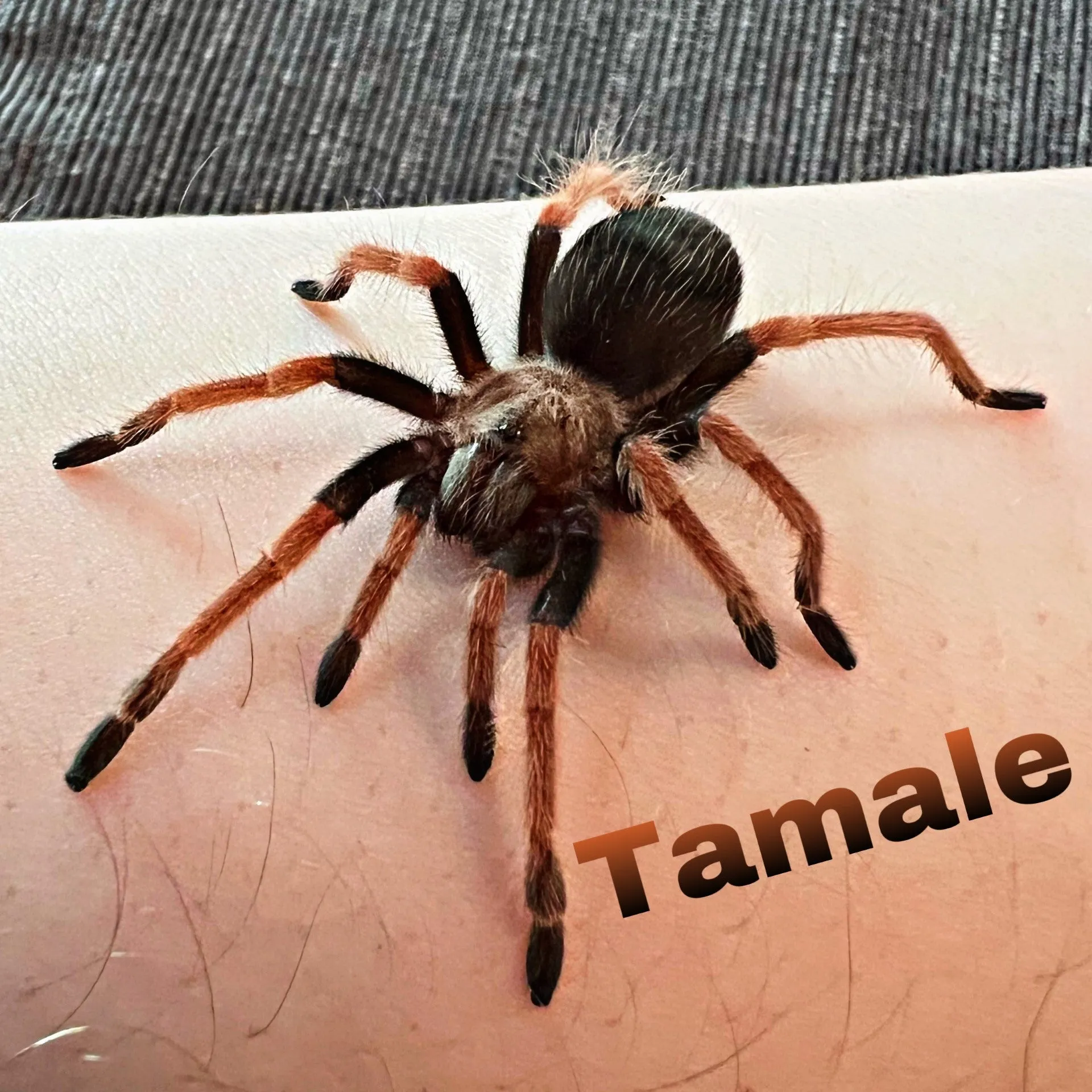 15927 treating tarantula bites
