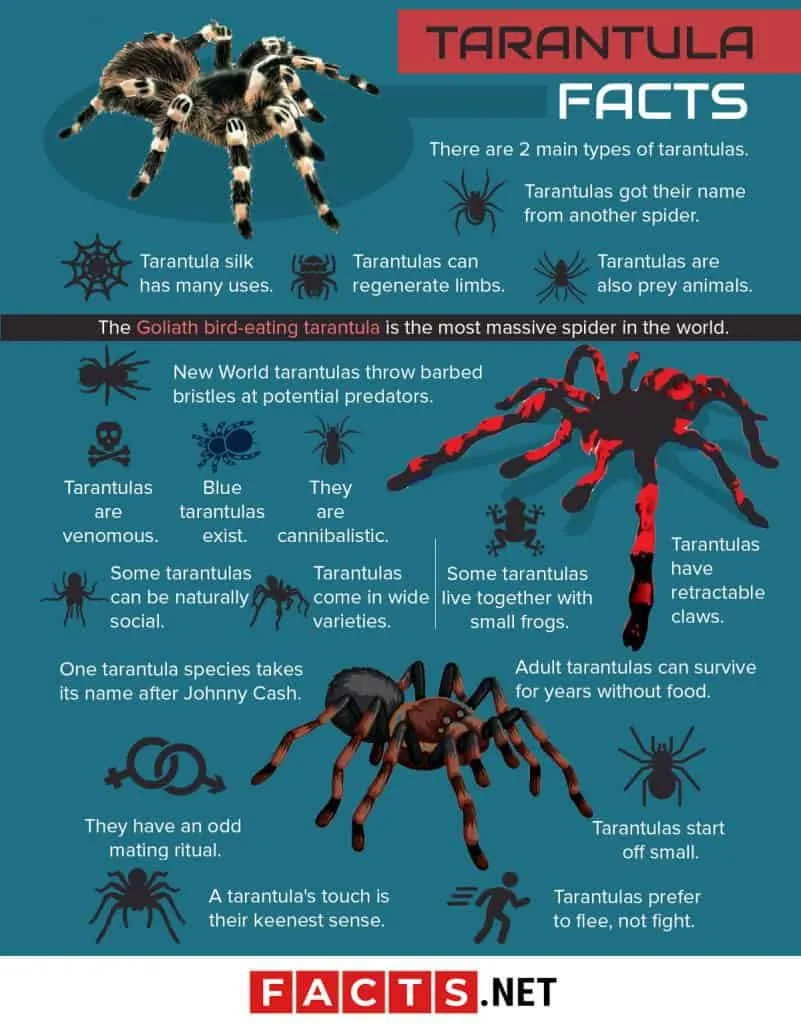 15930 spider tarantula facts image1