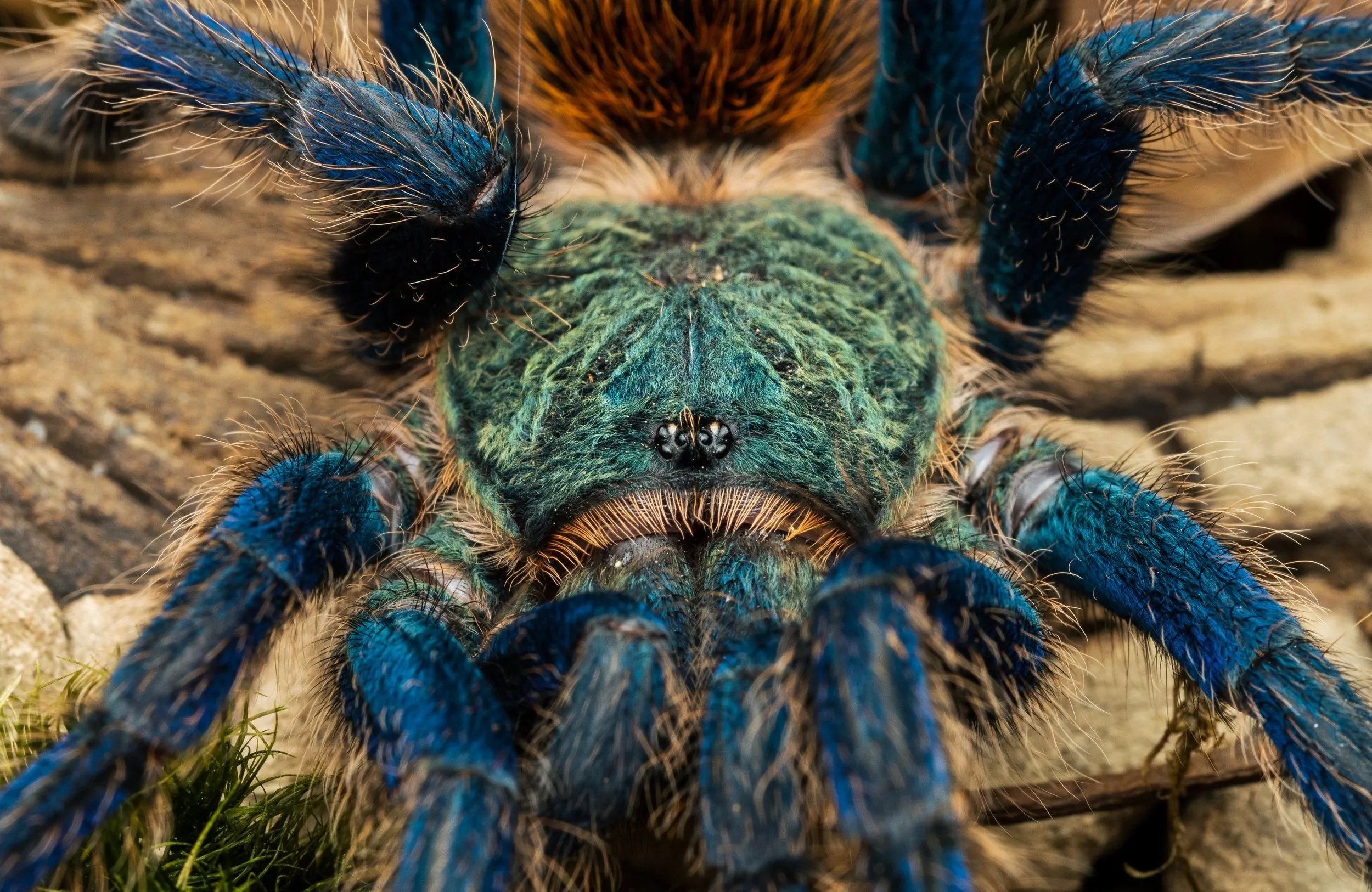 15930 spider tarantula facts image2