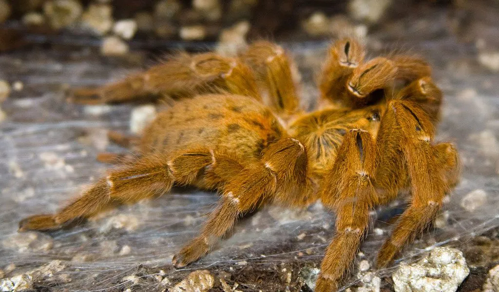 15930 spider tarantula facts image4
