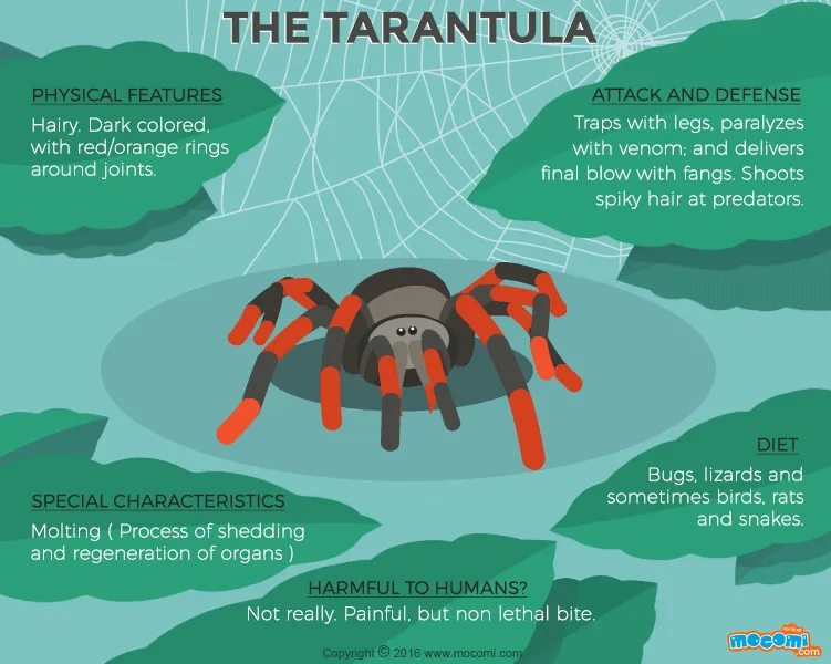 15930 spider tarantula facts image6