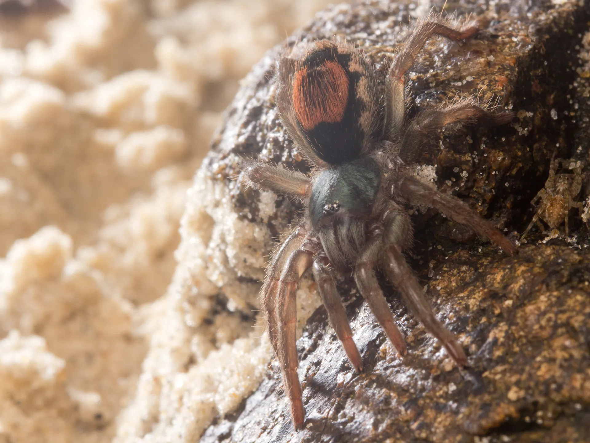 /img/15930-spider-tarantula-facts-image7.webp