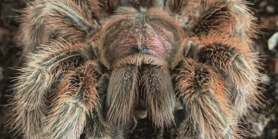 /img/15932-tarantula-cage-cleaning.webp