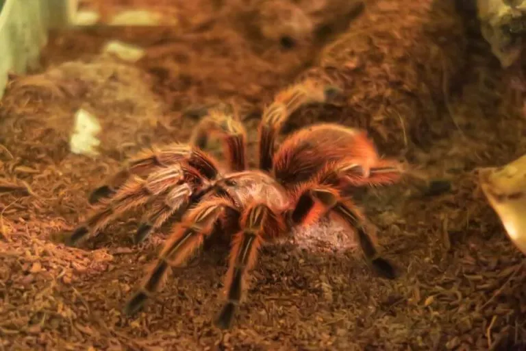 15932 tarantula ventilation