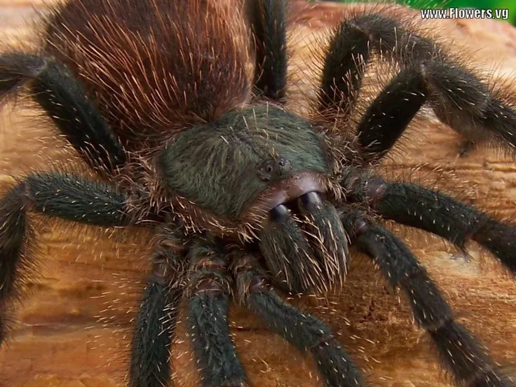 /img/15933-tarantula-cleaning.webp