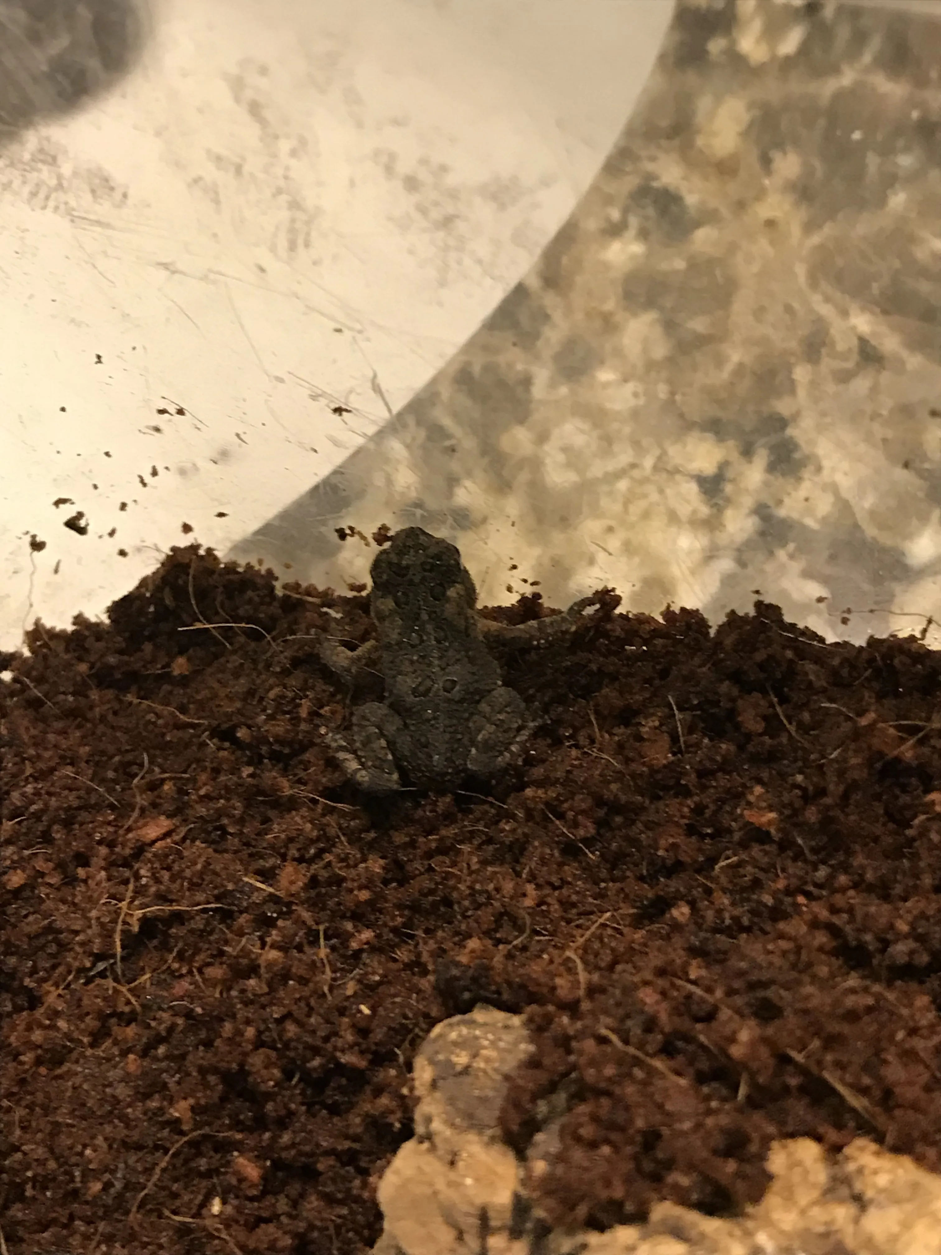 15933 tarantula health