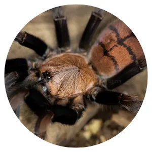 15933 tarantula species